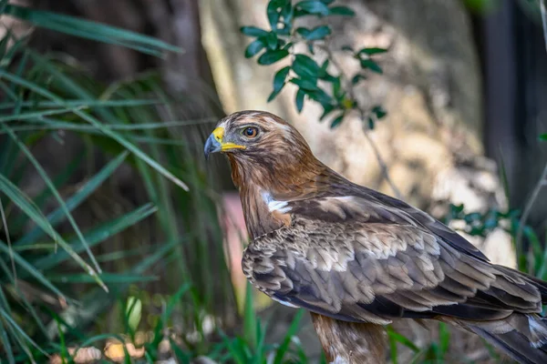 Hieraaetus Pennatus Dark Phase Booted Eagle One Accipitriform Birds Accipitridae — 图库照片