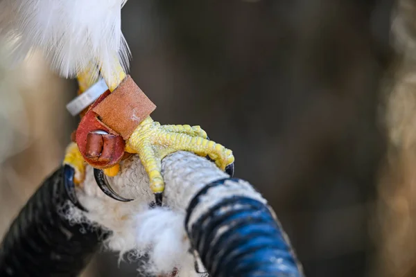 Parabuteo Unicinctus Una Especie Ave Paseriforme Familia Accipitridae —  Fotos de Stock