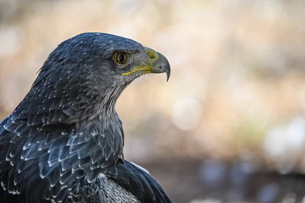 Geranoaetus Melanoleucus Shielded Eagle Species Accipitriforme Bird Accipitridae Family — Stockfoto