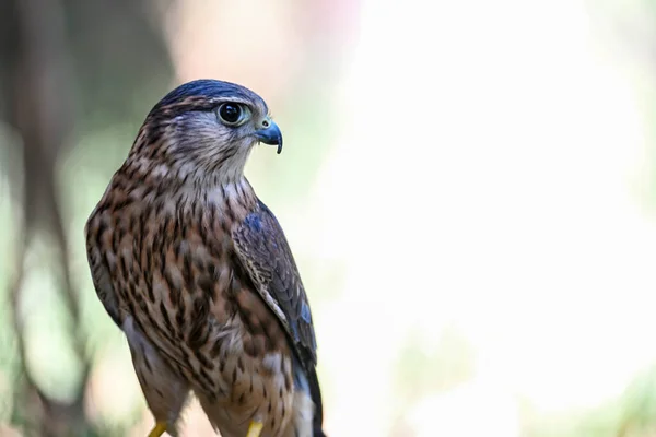 Falco Columbarius Est Une Espèce Oiseaux Famille Des Falconidae — Photo