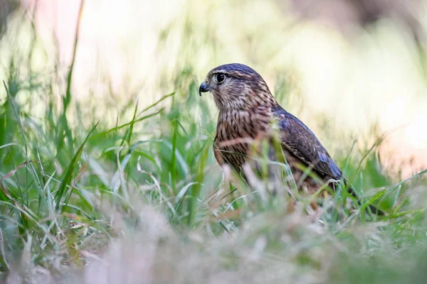 Falco Columbarius Una Especie Ave Paseriforme Familia Falconidae — Foto de Stock