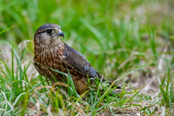 Falco Columbarius Вид Соколиной Птицы Семейства Falconidae — стоковое фото