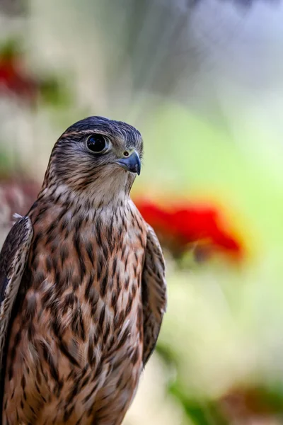 Falco Columbarius Merlin Species Falconiform Bird Falconidae Family — Fotografia de Stock