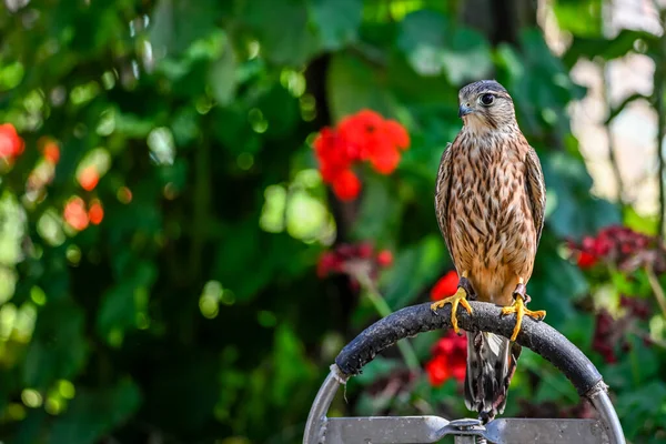 Falco Columbarius Est Une Espèce Oiseaux Famille Des Falconidae — Photo