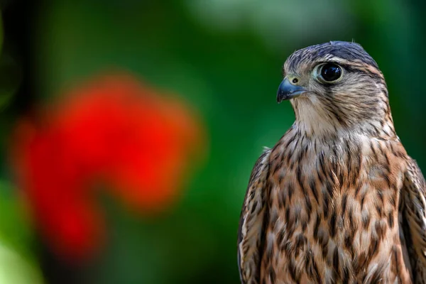 Falco Columbarius Merlin Species Falconiform Bird Falconidae Family — Stockfoto