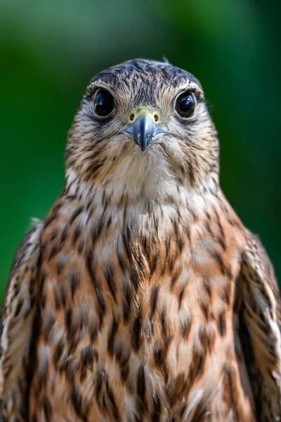 Falco Columbarius Vagy Merlin Falconidae Családba Tartozó Sólyommadár Faj — Stock Fotó
