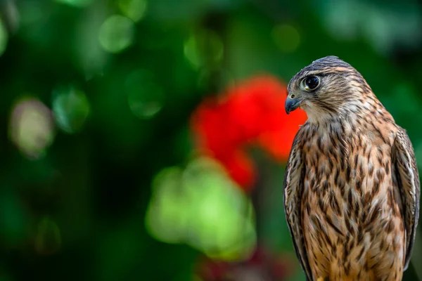 Falco Columbarius Вид Соколиной Птицы Семейства Falconidae — стоковое фото