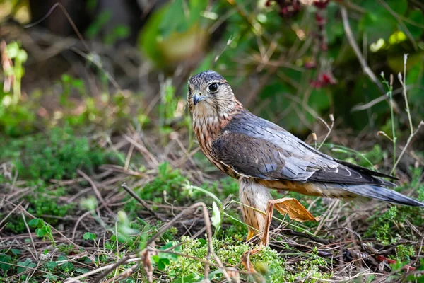 Falco Columbarius Або Merlin Вид Сокольних Птахів Родини Falconidae — стокове фото