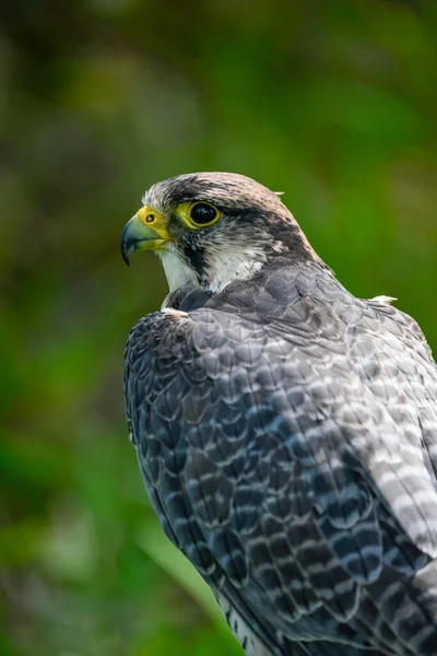 Falco Biarmicus Borni Falcon Barni Lanario Species Falconiform Bird Falconidae — Zdjęcie stockowe