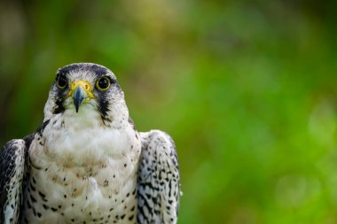 Falco biarmicus, Falconidae familyasından Falconidae familyasından bir kuş türü..