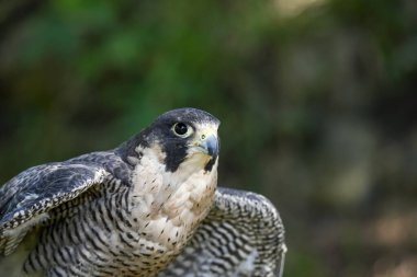 Falco peregrinus, Falconidae familyasından Falconidae familyasından bir kuş türü..