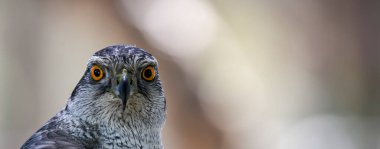 Accipiter gentilis - Iberian Goshawk, is a species of accipitriforme bird in the Accipitridae family.