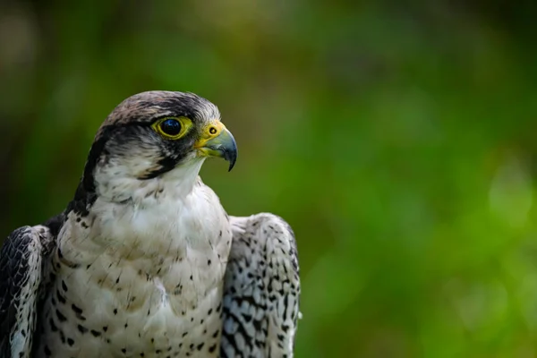 Falco Biarmicus Borni Falcon Barni Lanario Species Falconiform Bird Falconidae — Fotografia de Stock