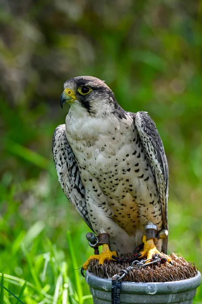 Falco Biarmicus Vagy Borni Sólyom Barni Vagy Lanario Falconidae Családba — Stock Fotó