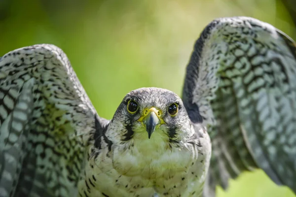 Falco Biarmicus Borni Falcon Barni Lanario Species Falconiform Bird Falconidae — Stockfoto