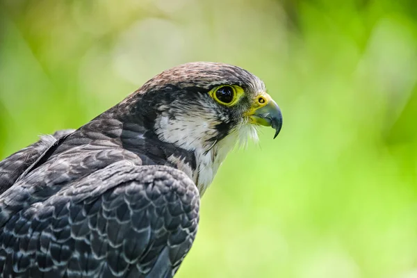 Falco Biarmicus Borni Falcon Barni Lanario Species Falconiform Bird Falconidae — Stock Photo, Image