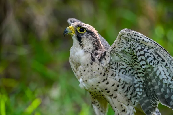 Falco Peregrinus Female Peregrine Falcon Scottish Line — Fotografia de Stock