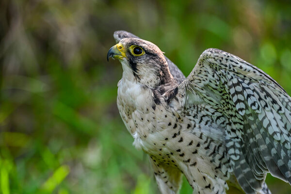 Falco peregrinus female or peregrine falcon, Scottish line.