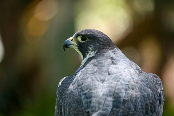 Falco Peregrinus Female Peregrine Falcon Scottish Line — Fotografia de Stock