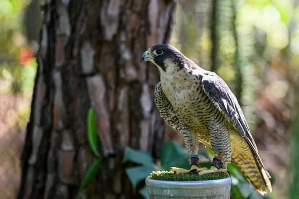 Falco Peregrinus Fêmea Falcão Peregrino Linha Escocesa — Fotografia de Stock