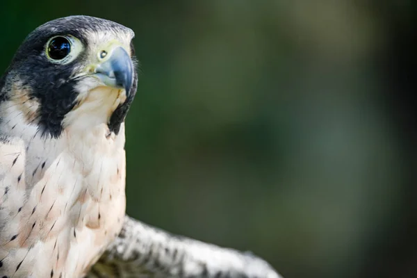 Falco Peregrinus Male Peregrine Falcon Species Falconiform Bird Falconidae Family — Stockfoto