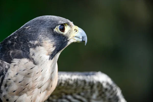 Falco Peregrinus Hím Vagy Peregrine Sólyom Falconidae Családba Tartozó Sólyommadár — Stock Fotó