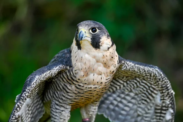 Falco Peregrinus Mâle Faucon Pèlerin Est Une Espèce Oiseaux Famille — Photo