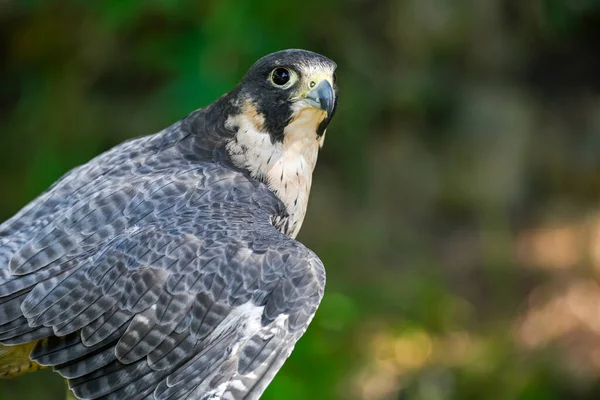 Falco Peregrinus Mannetjesvalk Falco Peregrinus Een Zangvogel Uit Familie Falconidae — Stockfoto
