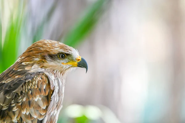 Milvus Migrans Est Une Espèce Oiseaux Famille Des Accipitridae — Photo