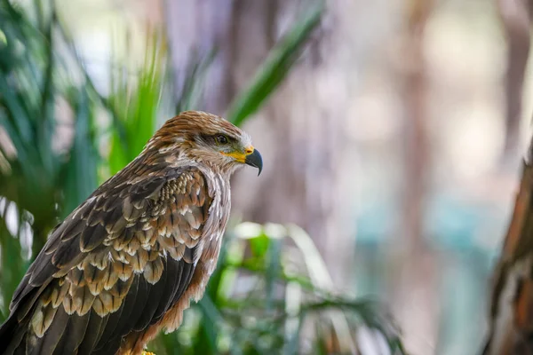 Milvus Migrans Est Une Espèce Oiseaux Famille Des Accipitridae — Photo