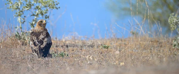 Hieraaetus Pennatus Águila Botada Una Especie Ave Accipitriforme Familia Accipitridae — Foto de Stock