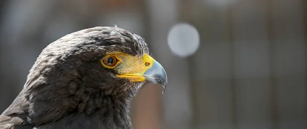 Parabuteo Unicinctus Harris Eagle Species Accipitriforme Bird Accipitridae Family — Stock Photo, Image