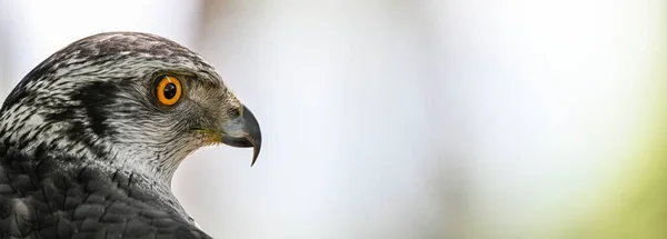 Accipiter Gentilis Gentilis Una Especie Ave Paseriforme Familia Accipitridae — Foto de Stock