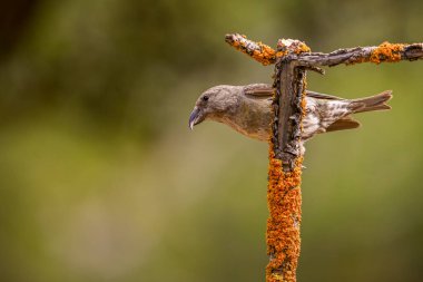 Crossbill ya da Loxia curvirostra, ispinoz ailesinin gelip geçen kuşu..