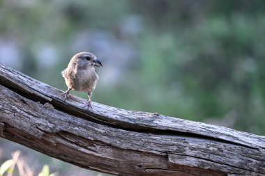 Crossbill ya da Loxia curvirostra, ispinoz ailesinin gelip geçen kuşu..