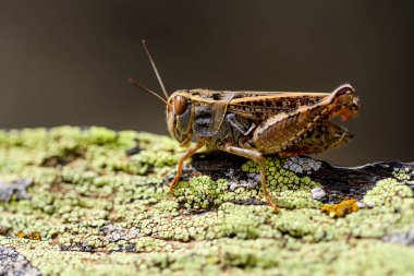 Calliptamus barbarus is an insect of the genus Calliptamus, in the grasshopper family.