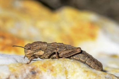 Eumigus monticola, Pamphagidae familyasından bir ortopedi cinsidir..