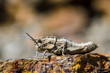 Eumigus is a genus of orthoptera in the family Pamphagidae.