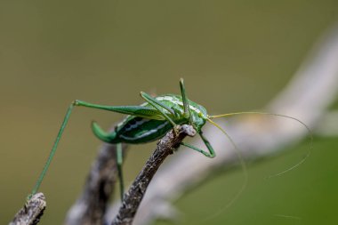 Phaneropteridae familyasına ait Odontura aspericauda..