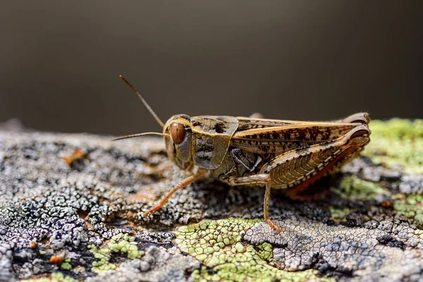 Calliptamus Barbarus Insect Genus Calliptamus Grasshopper Family — Stock Photo, Image