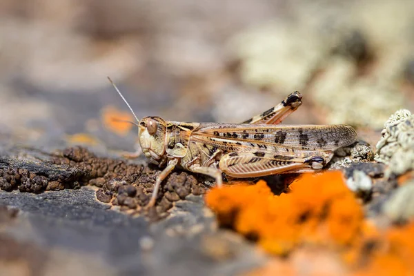 Calliptamus Barbarus Insect Genus Calliptamus Grasshopper Family — Stock Photo, Image