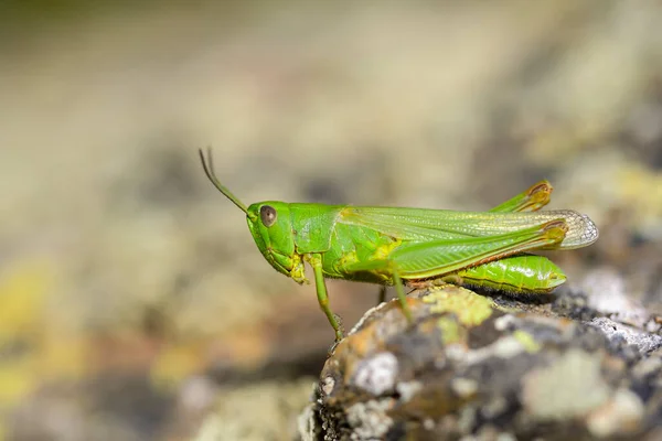 Chorthippus Jucundus Species Grasshopper Acrididae Family — Fotografia de Stock