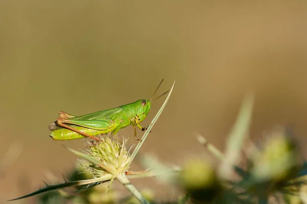 Chorthippus Jucundus Species Grasshopper Acrididae Family — Stockfoto