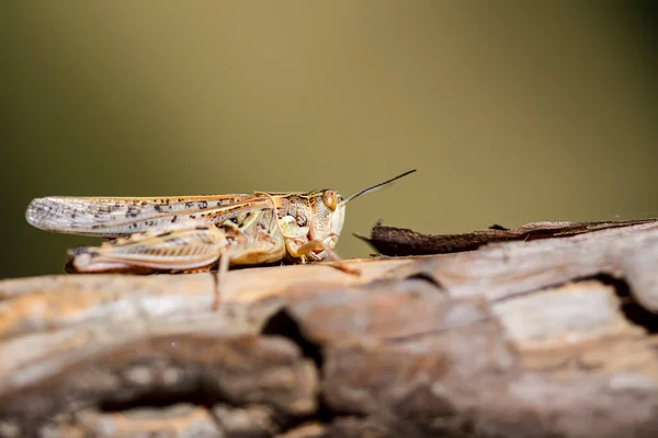 Dociostaurus Maroccanus Commonly Known Moroccan Locust Grasshopper Insect Family Acrididae — Stock Photo, Image