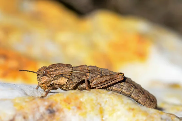 Eumigus Monticola Genus Orthoptera Family Pamphagidae — Stok fotoğraf