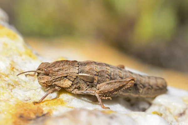 Eumigus Monticola Genus Orthoptera Family Pamphagidae — Stok fotoğraf