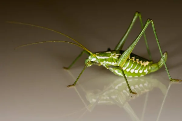 Odontura Aspericauda Appartenente Alla Famiglia Phaneropteridae — Foto Stock