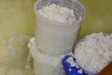 Taze keçi sütü peynirinin zanaatkar üretimi.