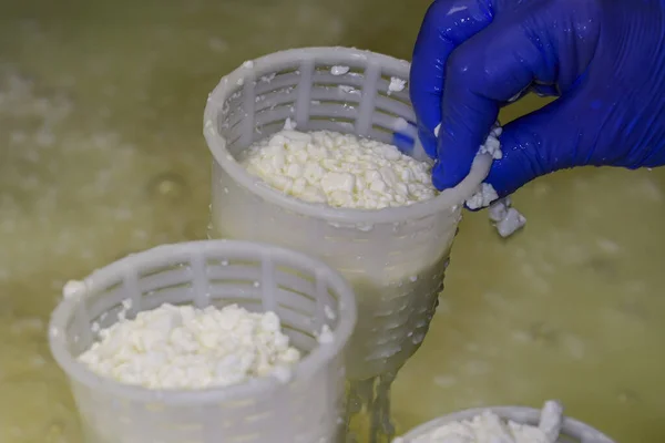 Artisan Production Fresh Goat Milk Cheese — ストック写真