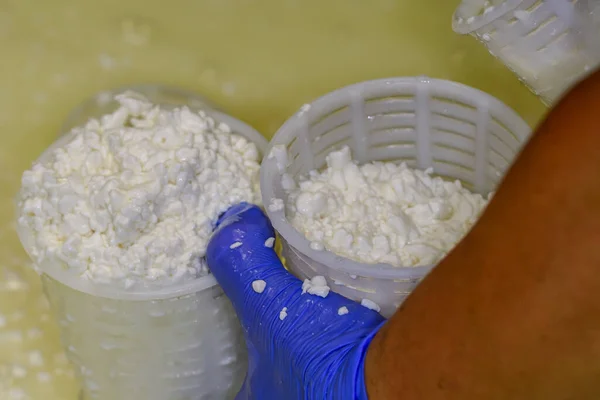 Artisan Production Fresh Goat Milk Cheese — ストック写真